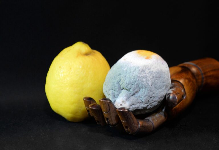 Schimmel vermeiden bei Indoor-Pflanzen