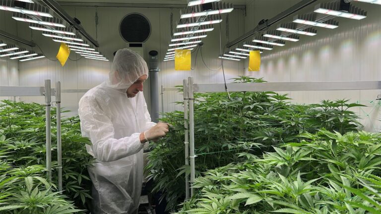 Cannabis-Stigma und Gesellschaft: Warum sich die Wahrnehmung gerade jetzt spürbar verändert