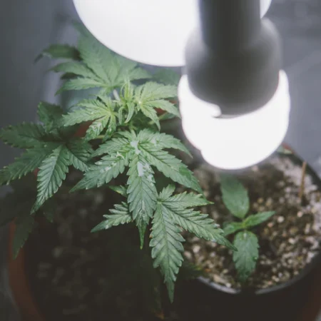 UV-Lampe beim Cannabis Growing: Nutzen und Grenzen bei Sichtkontrollen