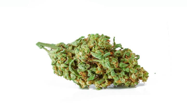 Komposttee im Cannabis-Anbau: Warum lebendiger Tee dein Bodenleben auf ein neues Level hebt