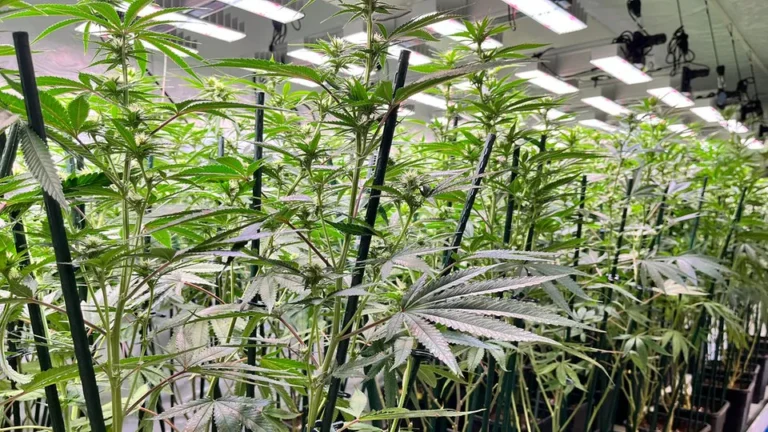 Air-Pots im Cannabis-Anbau: Nutzen, Grenzen und Pflegeaufwand im Praxischeck