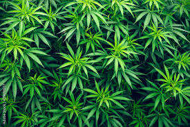 Qualitätskriterien bei Cannabis: Woran man Cannabis Qualität wirklich erkennt