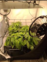 pH-Messgerät im Grow: Warum präzise pH-Werte über Ertrag und Gesundheit entscheiden