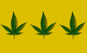 Anthocyan bei Cannabis: Warum manche Buds lila werden und was dahintersteckt