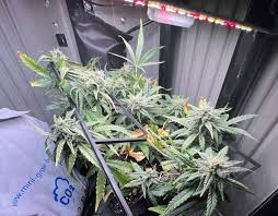 Feinwaage vs. Küchenwaage im Grow – warum das richtige Wiegen über Erfolg entscheidet