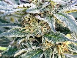 Geruchsdichte Aufbewahrung für Cannabis: Warum das richtige Behälter-Design entscheidend ist