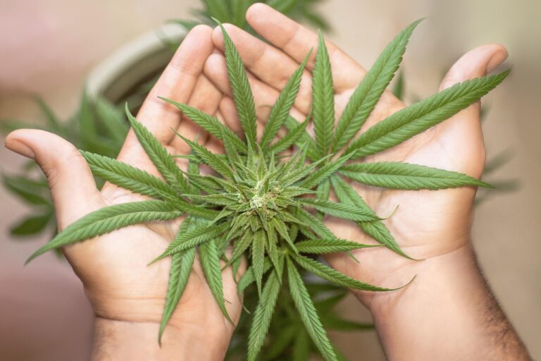 Cannabis Anbau Dokumentation zum kostenlosen Anbaubericht und Ertrag verbessern