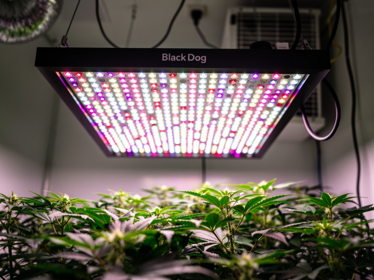 Black Dog LED PhytoMAX-2 400 Arbeitslicht in professioneller Grow-Umgebung