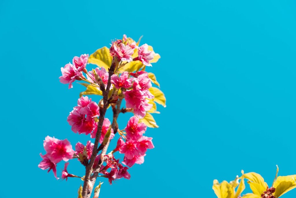 Cannabispflanze mit verkürztem Wachstum durch Blüteshortcuts im Indoor-Anbau