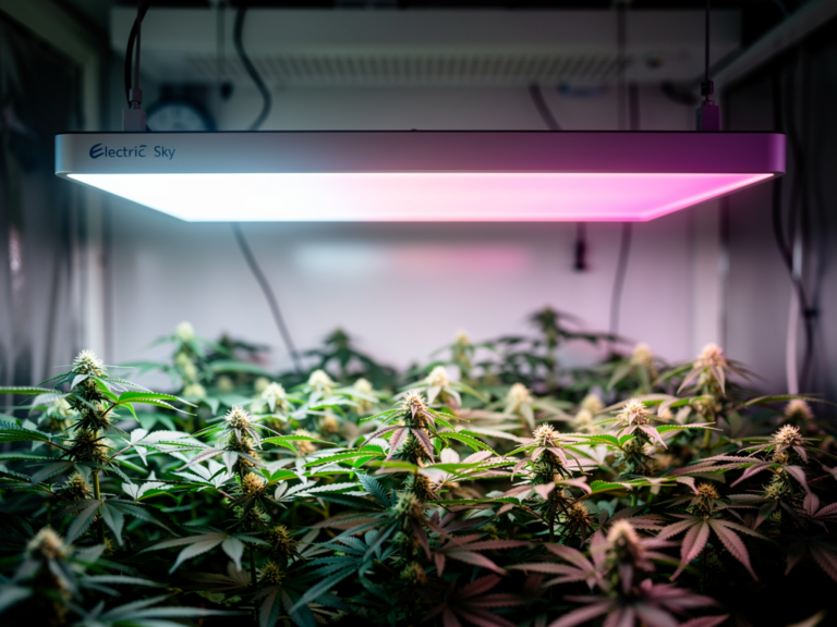 Electric Sky ES300 V3 LED Grow Light mit neuem effizienten Vollspektrum