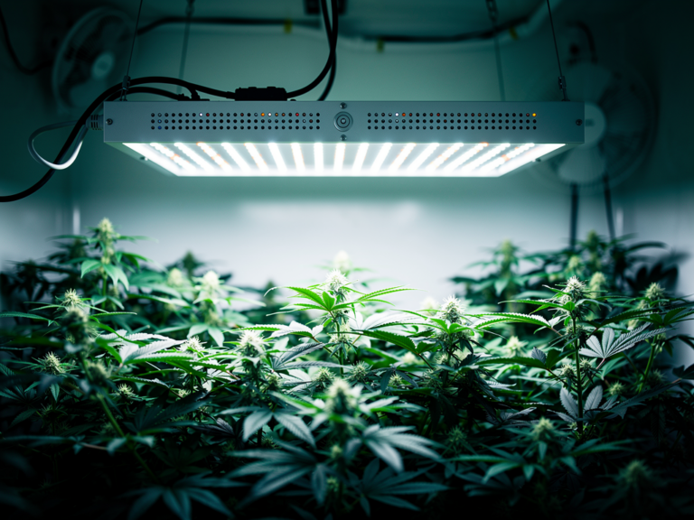 Fluence SPYDR 2i LED-Growlampe mit robustem Design und effizientem Vollspektrumlicht