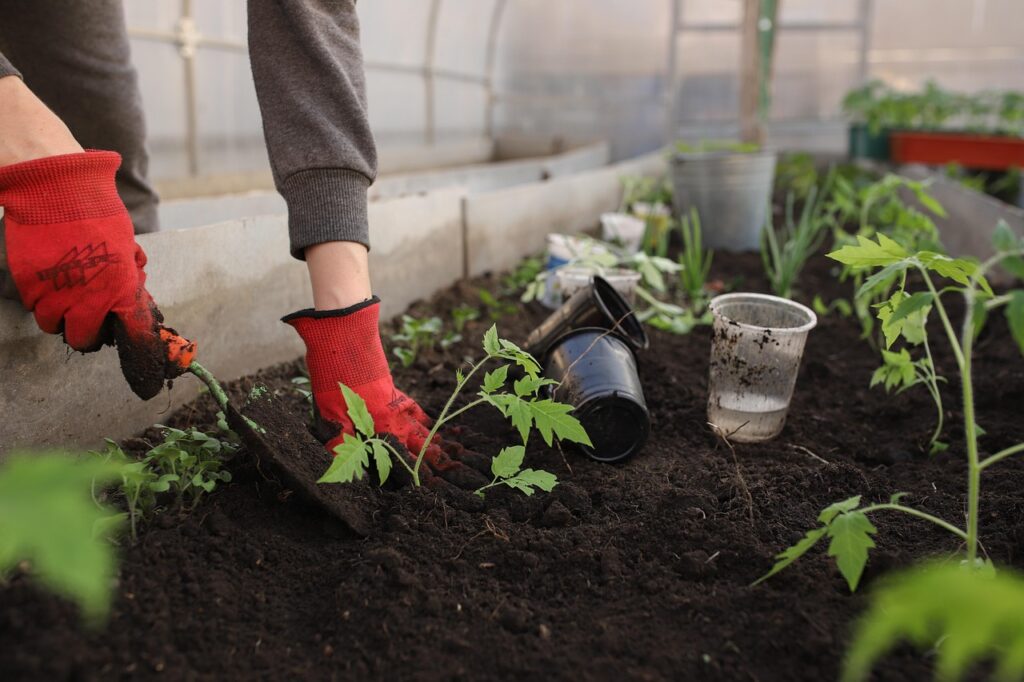 Cannabis-Pflanzen im Garten mit gesetzlichem Hinweis und Nachbarschaftstipps