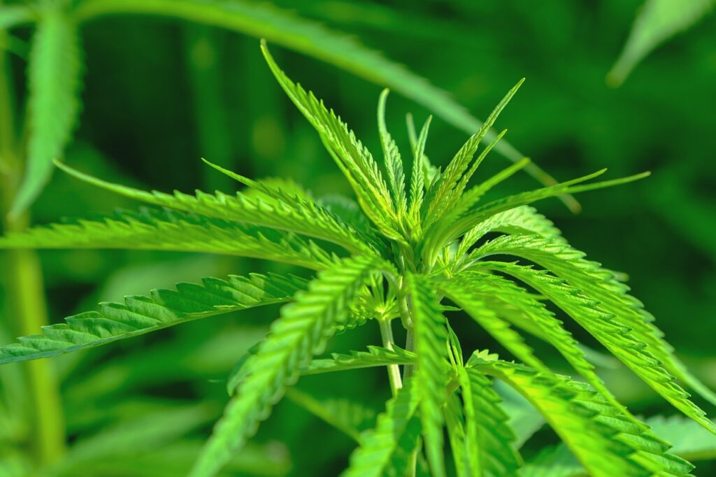 Junger Cannabisgarten mit Pflanzen in durchdachter gartenplanung für anfänger