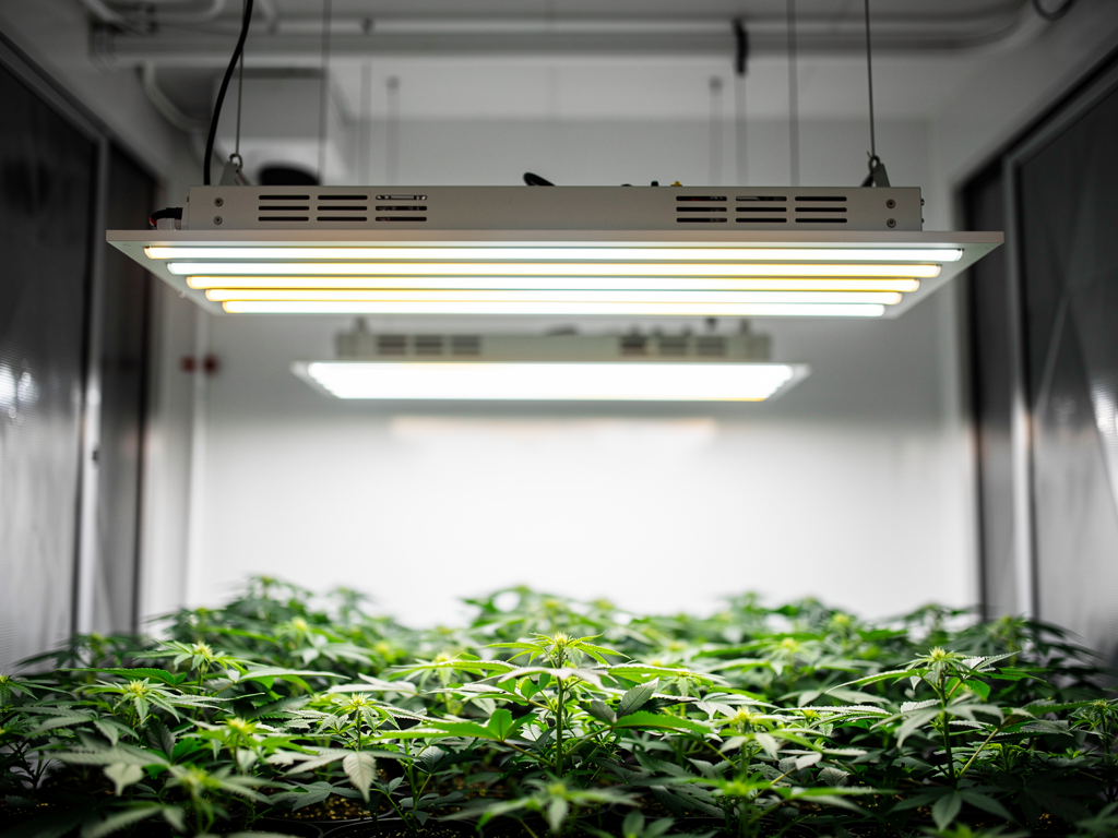 Effizienz und Leistung im Fokus beim Gavita Pro 1700e Gen 2 Testbericht Gavita Pro 1700e Gen 2 LED-Grow-Lampe für effiziente Pflanzenbeleuchtung