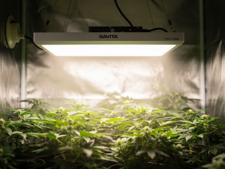 Gavita Pro 1700e LED Grow Lampe mit hoher Effizienz und gleichmäßiger Lichtverteilung