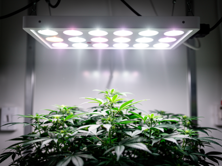 Greenception GCx-4 PWR LED-Pflanzenlampe im kompakten 60x60 Grow-Setup