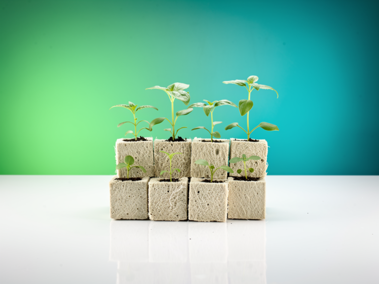 Grodan Steinwolle Cubes als stabile Anzuchtbasis für Stecklinge und Sämlinge