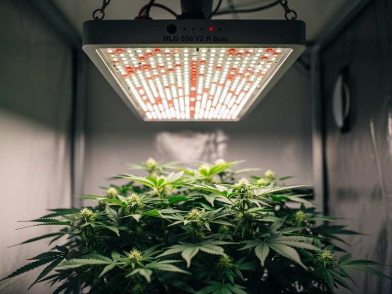 HLG 550 V2 R Spec LED Grow Lampe im Praxistest für effiziente Pflanzenzucht