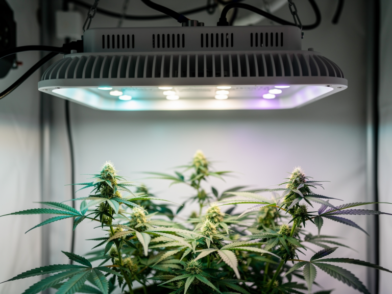 HortiOne 592 V3 LED Grow Lampe im Einsatz für Hobby-Grower optimiertes Wachstum