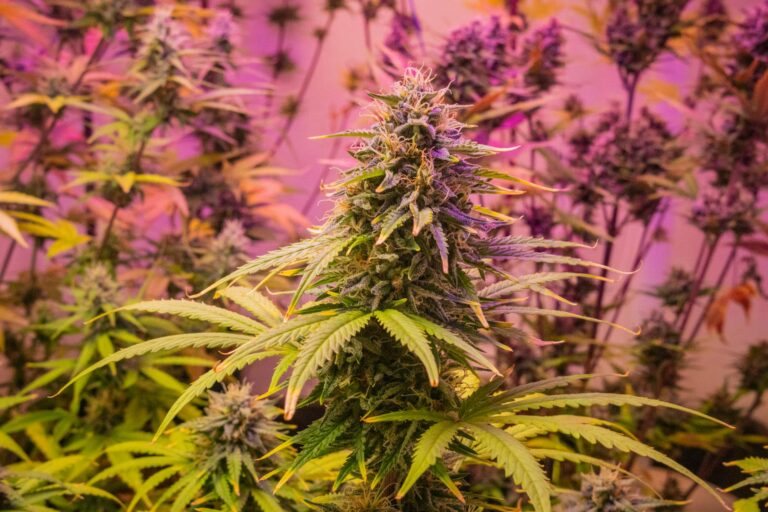 Cannabis Pflanzen im Indoor und Outdoor Anbau mit Vor- und Nachteilen im Vergleich