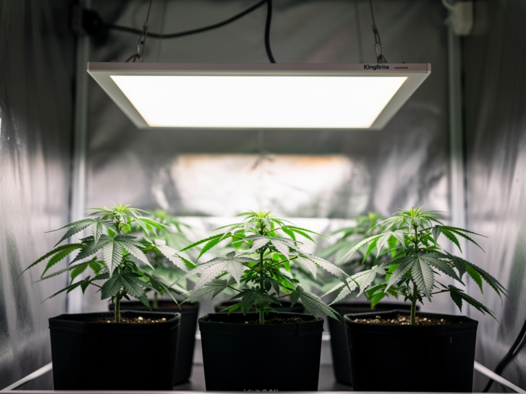 KingBrite LM301H 240W Growlampe mit Samsung LEDs im Praxistest für DIY-Anbauer