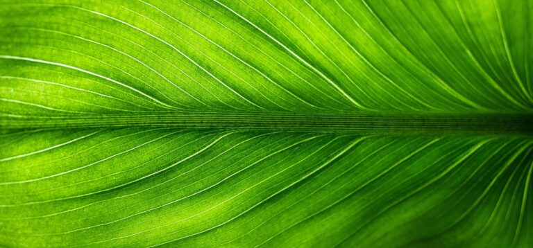 Wie du den Lichtbedarf deiner Pflanzen richtig einschätzt und nutzt Cannabis-Pflanze unter optimaler Beleuchtung zur Einschätzung des Lichtbedarfs