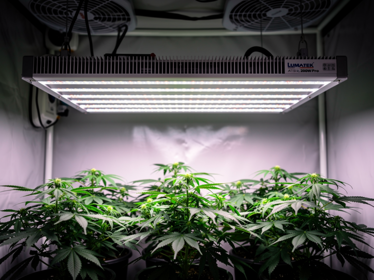 Lumatek ATS 200W Pro LED Growlicht mit effizienter Beleuchtung für mittelgroße Flächen