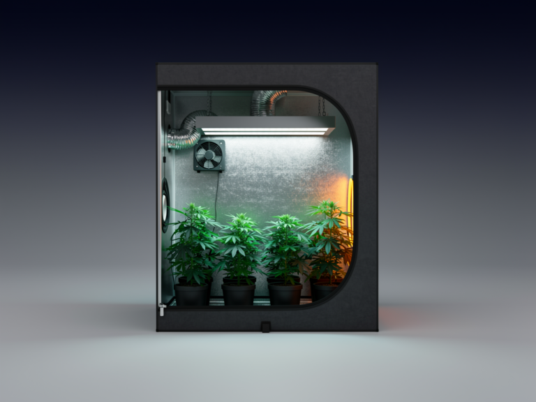 Mammoth Classic 100 Bewertung mit praktischen Tipps und Lösungsansätzen Mammoth Classic 100 Growbox robust verarbeitet mit reflektierendem Innenraum für Pflanzen