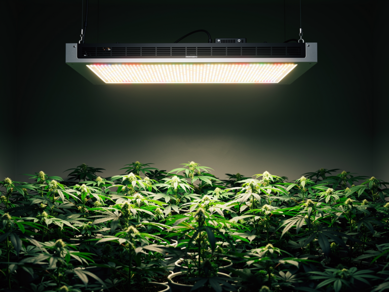Mammoth P-Series 600W LED Grow Lampe im Test für große Anbauflächen