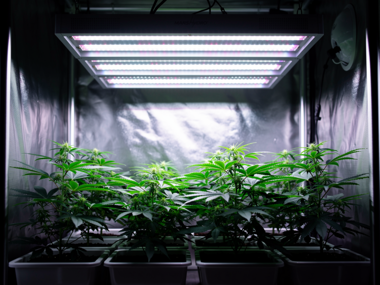 Mars Hydro FC 3000 LED-Growlampe mit Top-Bar-Design bei Pflanzenwachstum