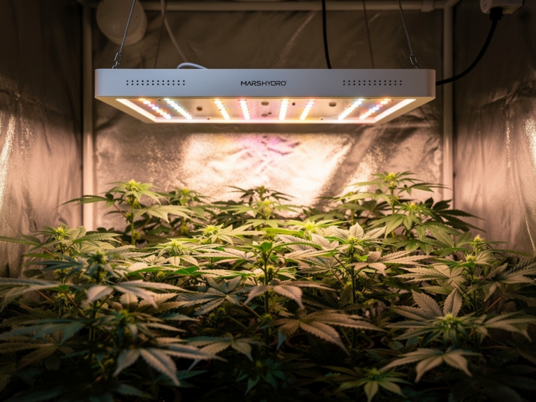 Mars Hydro TS 1000 LED Grow Lampe im Indoor-Grow Einsatz für effizientes Pflanzenwachstum