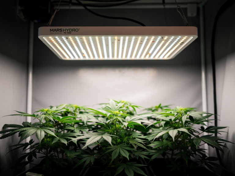 Mars Hydro TS 1000 LED Grow Lampe in Innenanbau für effizientes Pflanzenwachstum