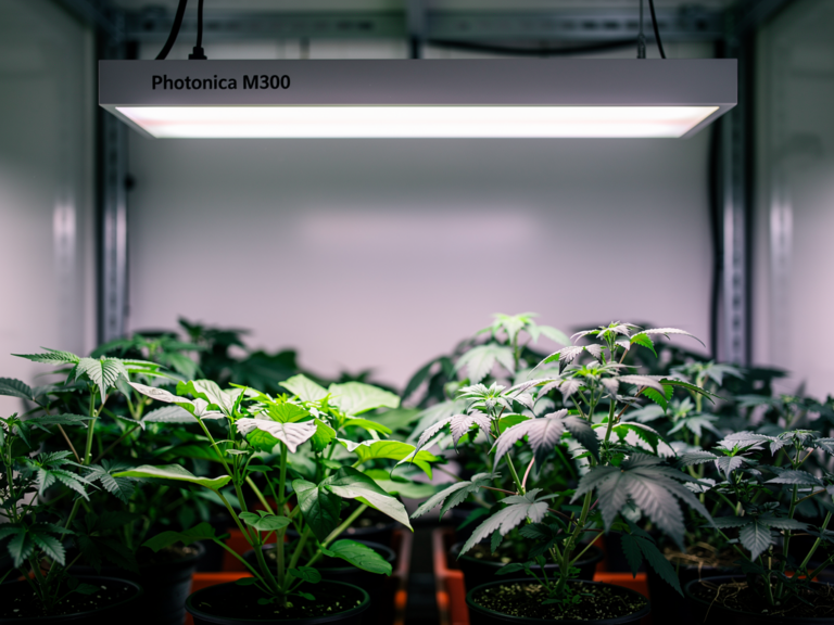 LED Grow-Lampe Photonica M300 im Test mit Fokus auf Licht und Verarbeitung