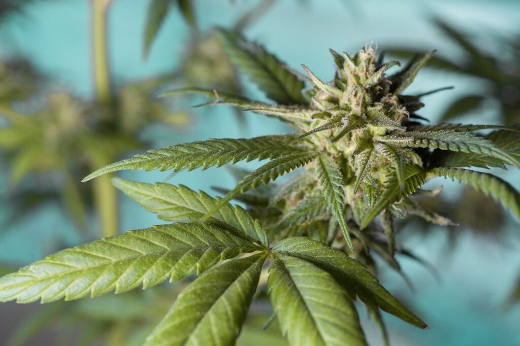 Rechtliche Grundlagen für den legalen Umgang mit Cannabis in Deutschland