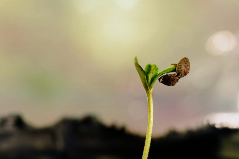 Cannabis Samen keimen unter optimalen Bedingungen für gesundes Pflanzenwachstum