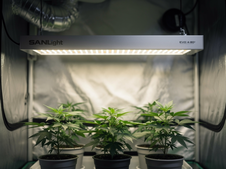 SANlight EVO 4-80 LED Grow Light effiziente Beleuchtung für kompakte Growboxen