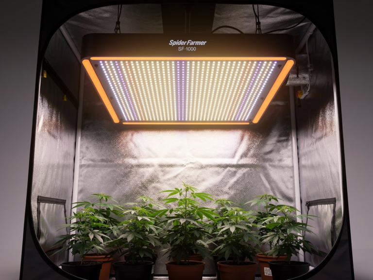 Spider Farmer SF-1000 im Growzelt Test – Beispiele und hilfreiche Tricks Spider Farmer SF-1000 Growzelt mit LED Beleuchtung und Pflanzen im Test