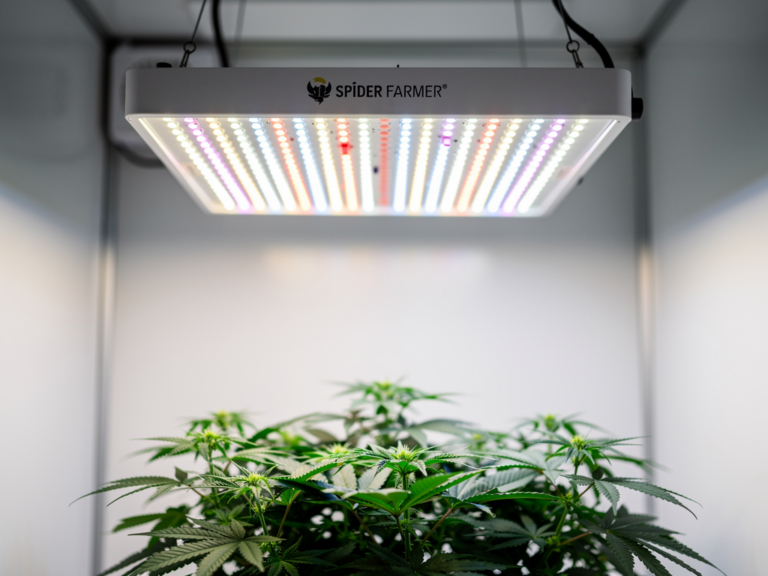Spider Farmer SE7000 Vollspektrum LED Grow Lampe im unabhängigen Praxistest