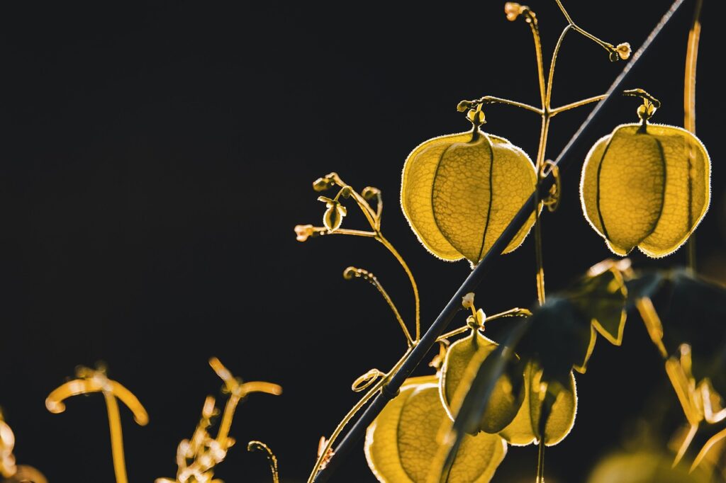 Cannabis Pflanze mit typischer Blattform und botanischen Merkmalen im Steckbrief