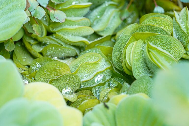 Cannabis-Pflanze mit welken Blättern durch Wasserprobleme erkennen und beheben