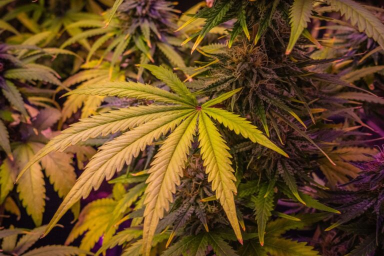 Cannabis-Anbau planen: Mit System zum Erfolg